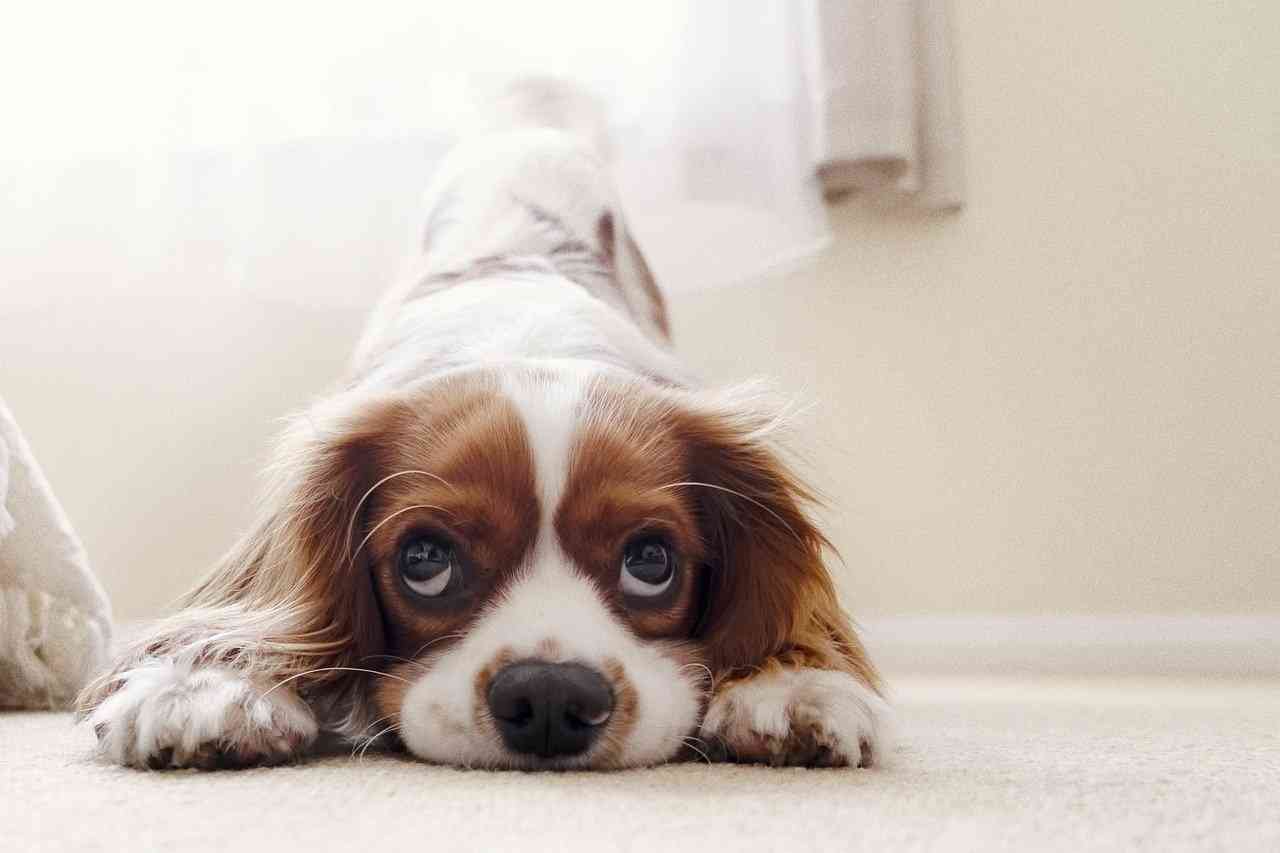 растянувшийся спаниель на ковре — рейтинг лучших собак для квартиры sova.live